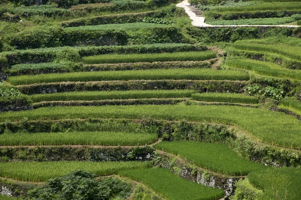 Plantación de arroz o té — Foto de Stock