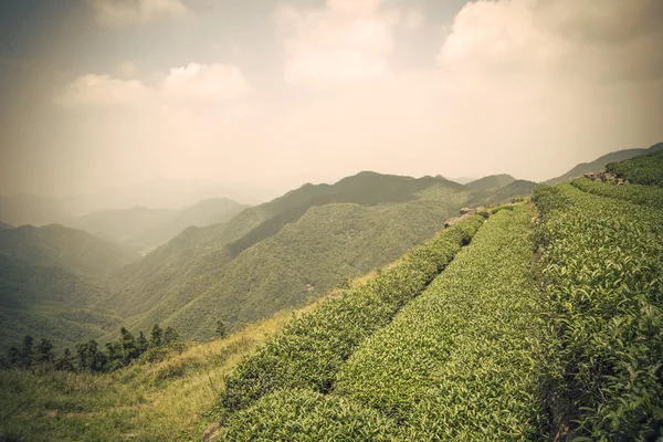 Tranquil tea field — Stock Photo, Image