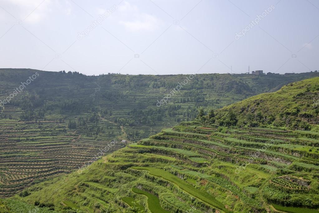 rice or tea plantation