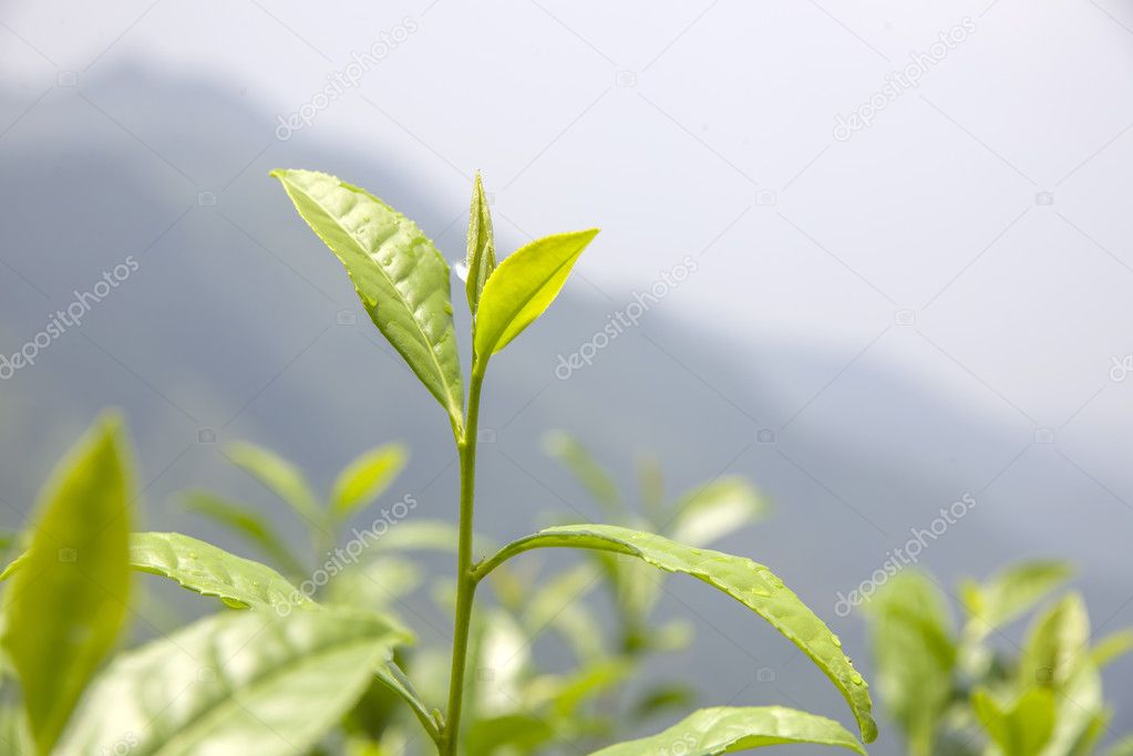 fresh leaves of tea