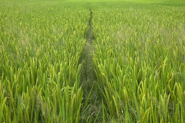 Rice grown ripe harvest — Stock Photo, Image