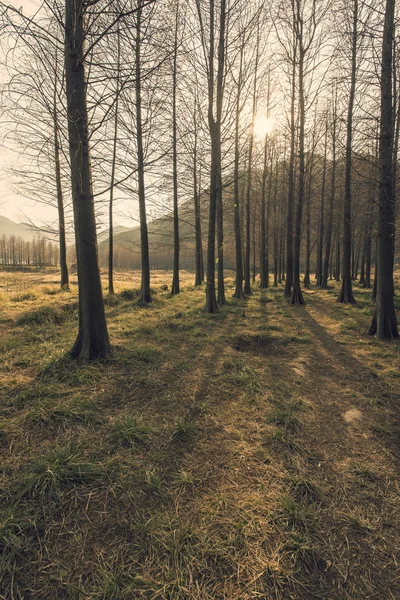 Kırmızı sedir orman — Stok fotoğraf