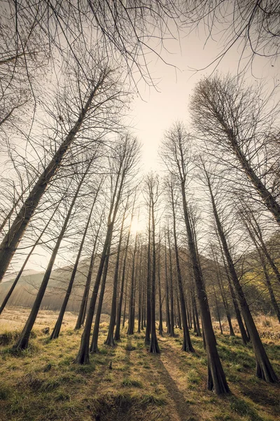 赤杉の森 — ストック写真