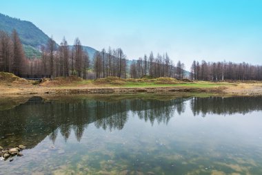 Çam ormanı ve göl