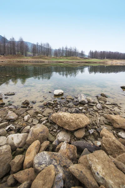 Bosque de pinos y lago — Foto de Stock