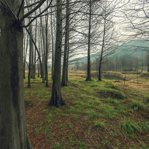 Güzel Çin yatay çekim — Stok fotoğraf