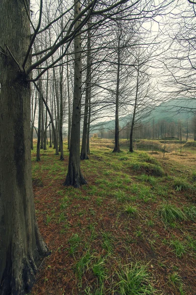 Güzel Çin yatay çekim — Stok fotoğraf