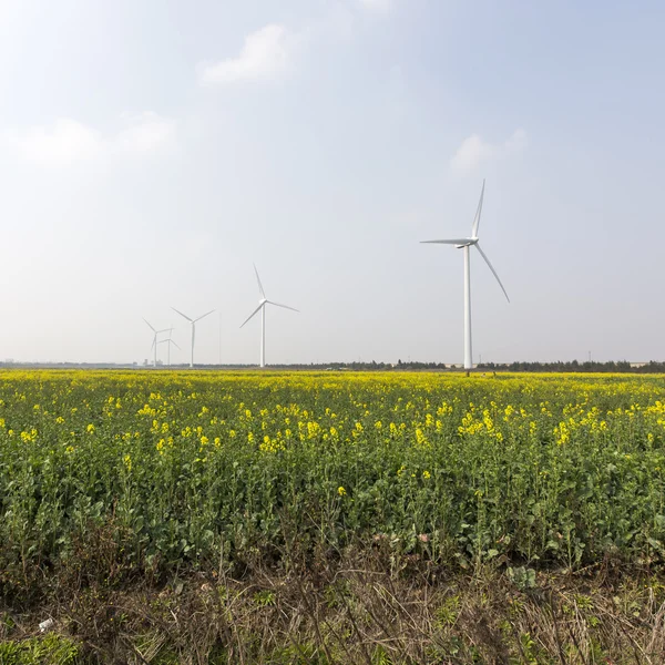Campo com flores e moinhos de vento — Fotografia de Stock