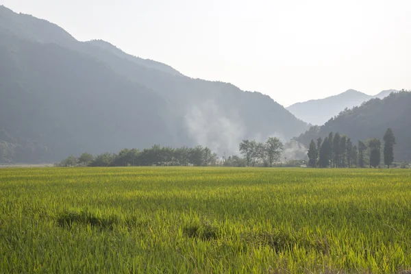 緑の田植えや山 — ストック写真