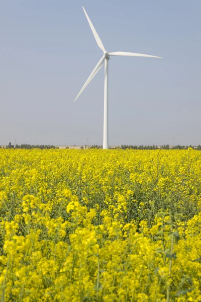 Moinho de vento perto de flor de canola — Fotografia de Stock