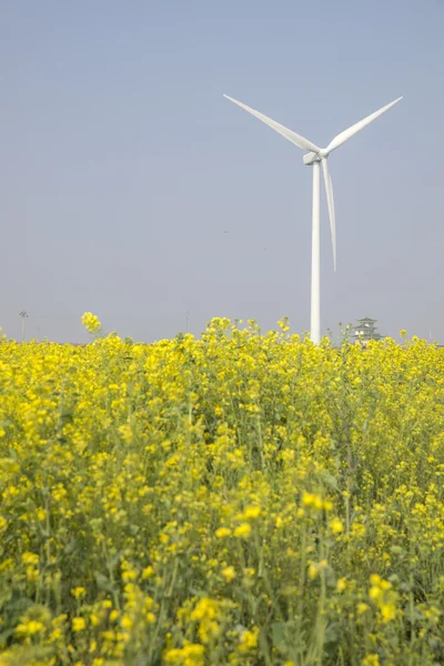 Moinho de vento perto de flor de canola — Fotografia de Stock