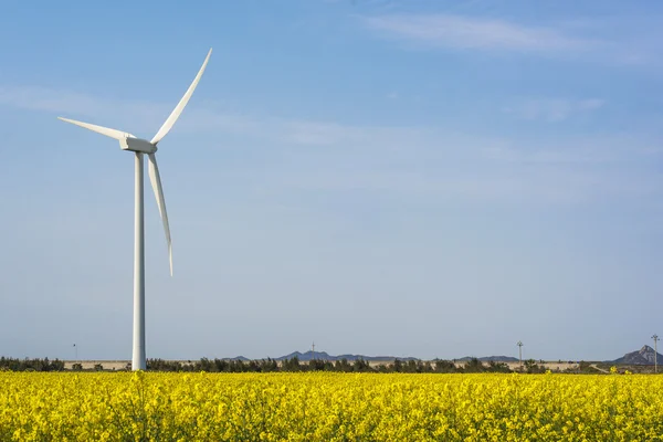 Canola flower field and windmill — Stock fotografie