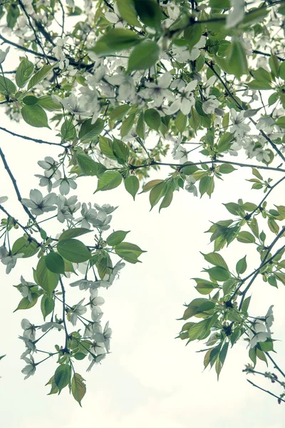 Kersenboom hemelachtergrond — Stockfoto