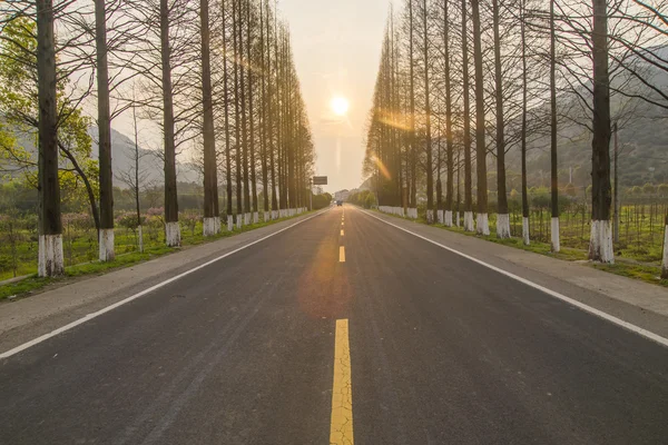 Bos snelweg weg als achtergrond — Stockfoto