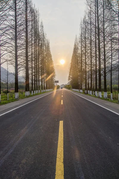 Floresta rodovia Estrada como fundo — Fotografia de Stock