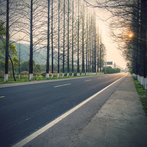 Lesní silnice cesta jako pozadí — Stock fotografie