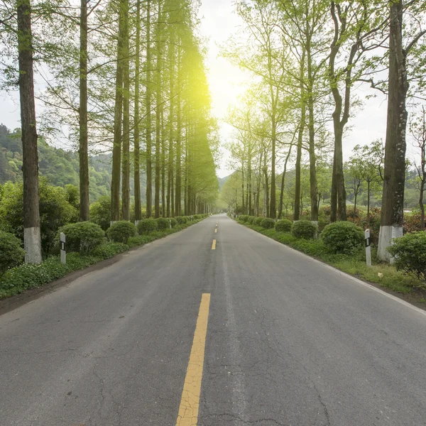 Carretera camino bosque cruzado — Foto de Stock