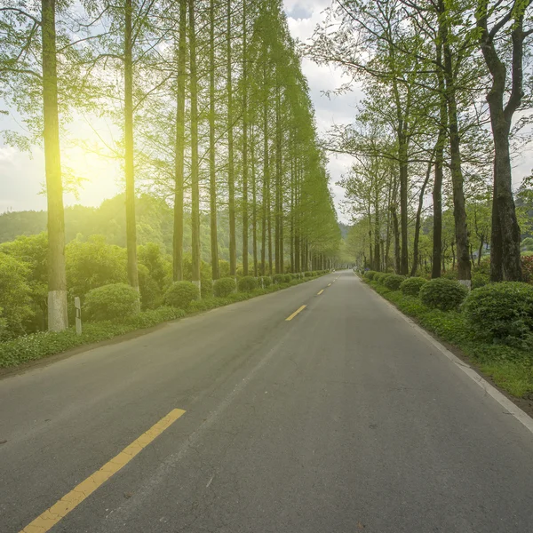 Carretera camino bosque cruzado — Foto de Stock