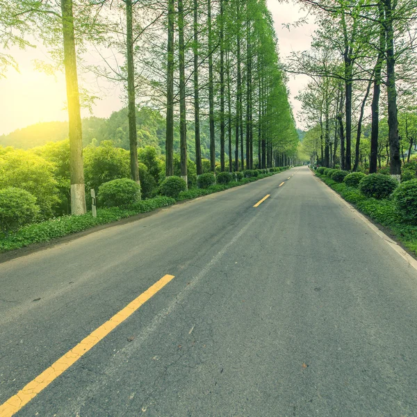 Snelweg weg cross bos — Stockfoto