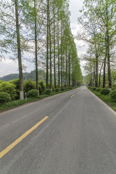 Strada statale attraversare foresta — Foto Stock
