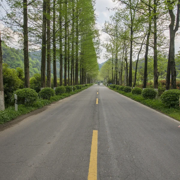 Carretera camino bosque cruzado — Foto de Stock