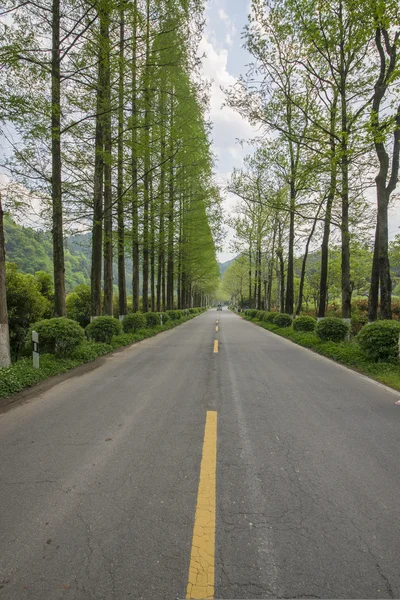 Estrada rodoviária floresta cruzada — Fotografia de Stock
