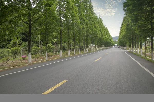 Carretera con árboles de madera — Foto de Stock