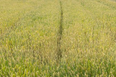 Wheat planting field with sunlight