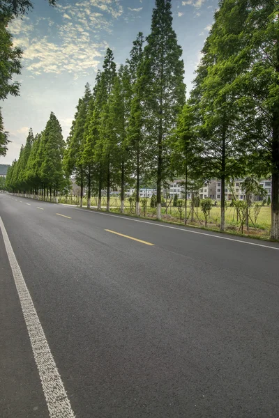 Carretera con árboles de madera — Foto de Stock