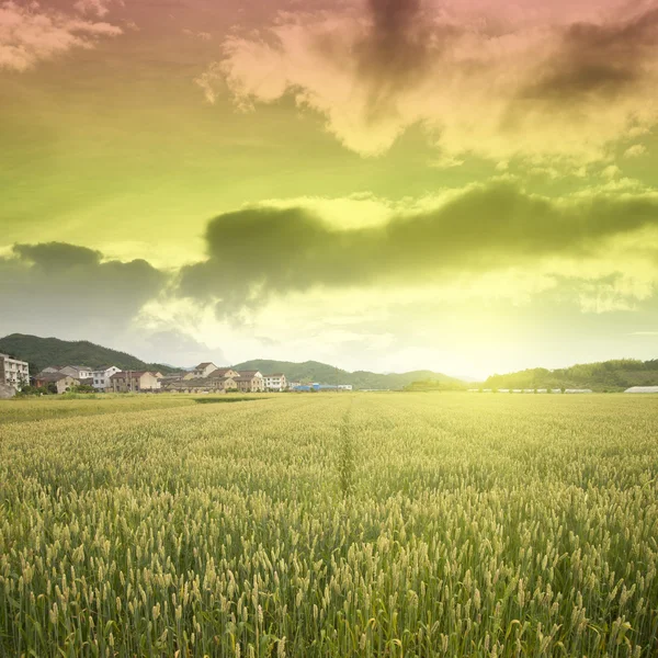 Wheat planting field with sunlight — Stock Photo, Image