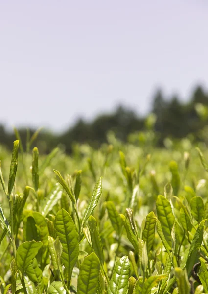 Beautiful Chinese tea china — Stock Photo, Image