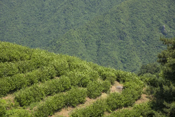 Terraced tea china zhejiang — Stock Photo, Image