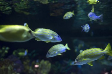 Deniz tabanı Yüzme balık sürüsü