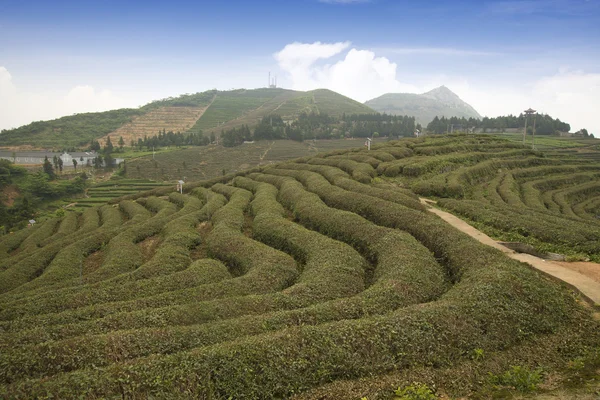 Chinese tea mountains and the Chinese Pavilion — Stock Photo, Image