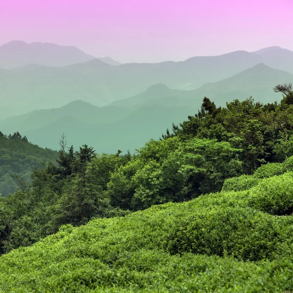 Chinese tea mountains and the Chinese Pavilion