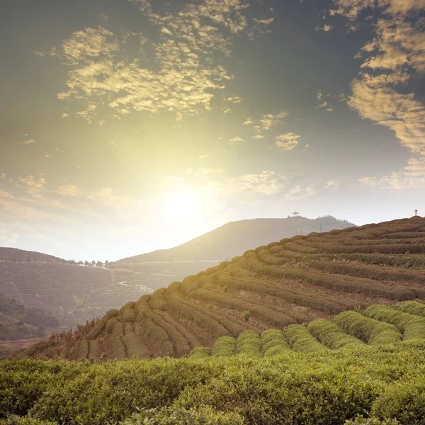 Sunset tea Mountains china — Stock Photo, Image