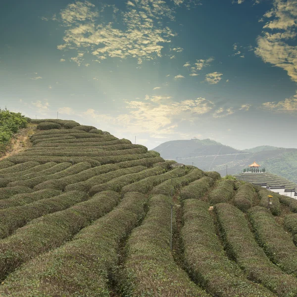 Tea mountain scenery china