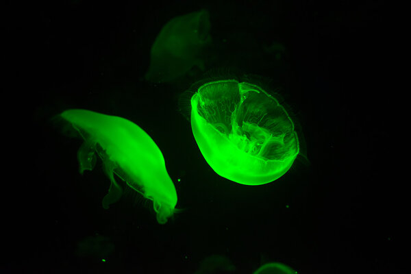 Background dark jellyfish swimming