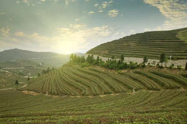 Blue sky tea china — Stock Photo, Image