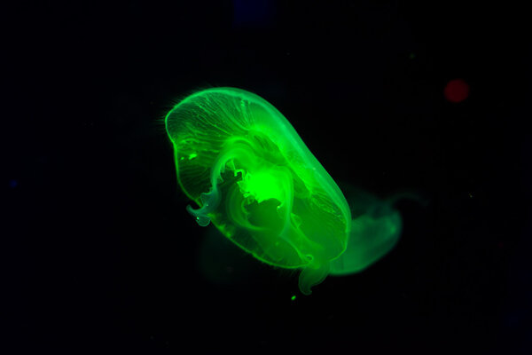 Background dark jellyfish swimming