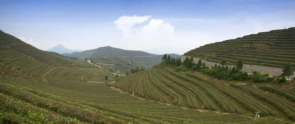 Ciel bleu thé Chine — Photo