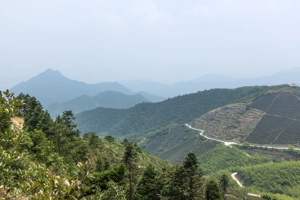 Tea mountain scenery china