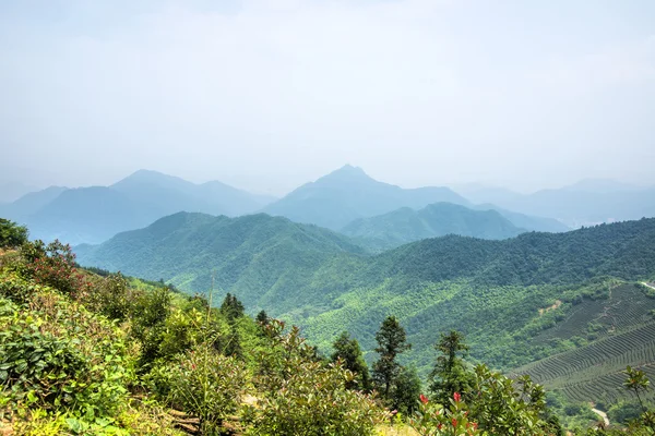 Tea mountain scenery china — Stock Photo, Image