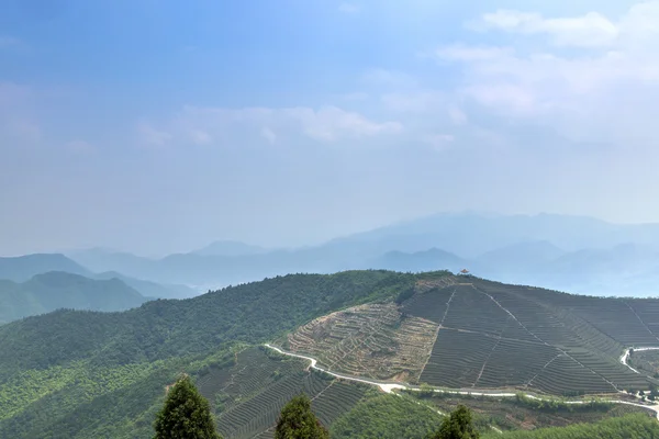 茶山風景中国 — ストック写真