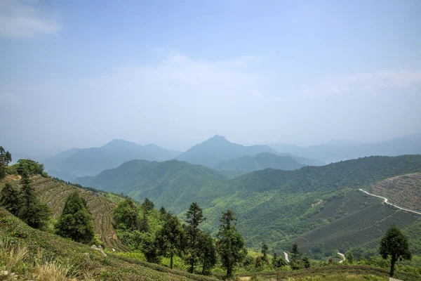 茶山風景中国 — ストック写真