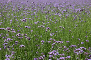 Verbena bitki çiçek Çin