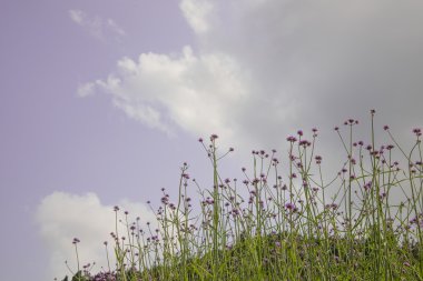 verbena bitki ölçek dikim 