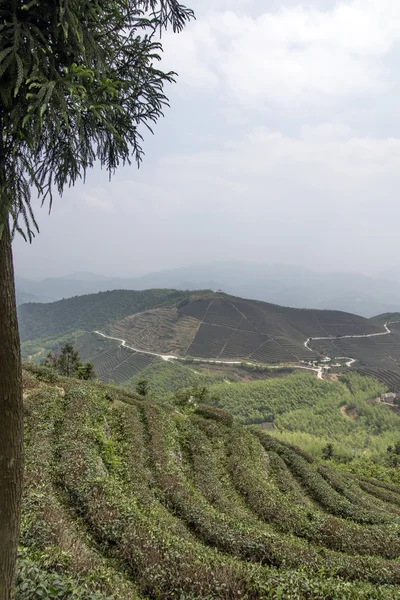 Cina pemandangan gunung teh — Stok Foto