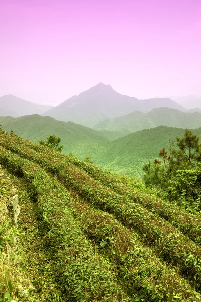 Sunset tea Mountains china