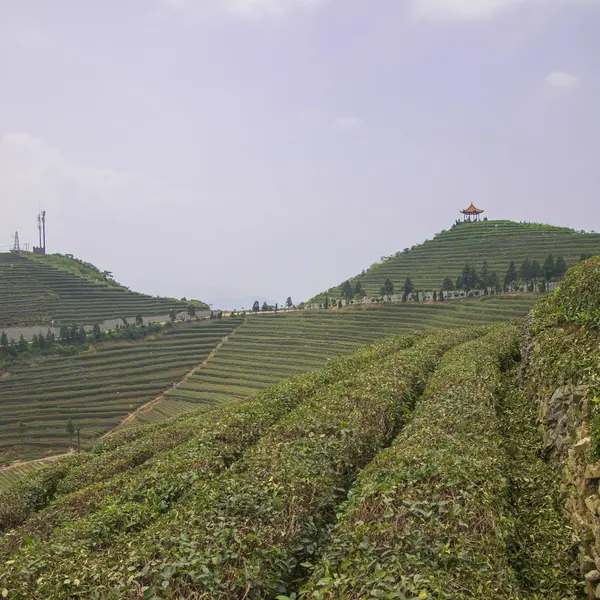 Cina pemandangan gunung teh — Stok Foto